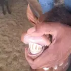 جنوبيات دهم مع الفحل للبيع غرب الرياض