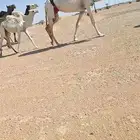 عشاير وضح.