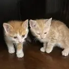 قطط صغيرة مع أمهم للتبني
