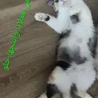 قطط لتبني