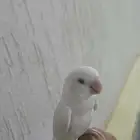 طير روز للبيع هدد