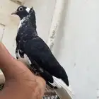 أنثى قطايف الموقع المخواه