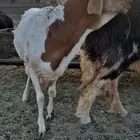 سواكني ثني