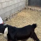 ثلاث جفار وتيس