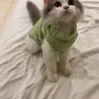 قط شيرازي للبيع