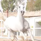فرس شعبيه كفو