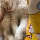 قطط