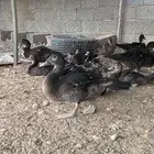 بط مصري للبيع طبرجل