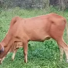 عجل بلدي