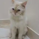 قط ذكر لتبني بشرط مخافه الله فيه