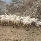للبيع ضأن عدد 50