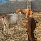 عجول للبيع
