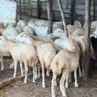 معنا رخال بلدي رقم واحد مضمون