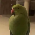 ببغاء خضراء