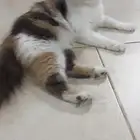 قطه للتبني عمرها سنه
