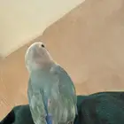 عصفور روز عمره شهر وأسبوع
