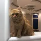 قصط شيرازي مفقود