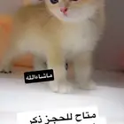 قطط سكوتش مسجله   تم البيع