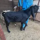 تيوس شاميه صنف