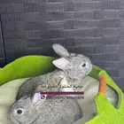 للبيع ارانب هولنديه صغيره