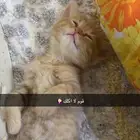قط برتقالي هجين همالايا