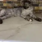 قطة سكوتش فولد