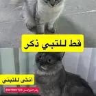 قطط لتبني