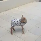 ماعز قزم تشيكي لون كريمي