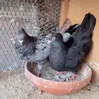 زوج عبداني