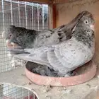 زوج حمام