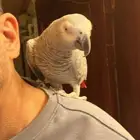 ببغاء ساسكو للبيع