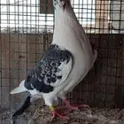 زواجل اصيله جان اردن بيور