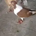 تم البيع حمام شامي كش