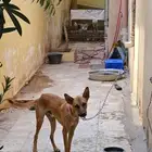 ذيخ مالينوا البلجيكي