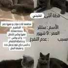 قطة بريطانيه للتبني