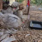 دجاج بولش