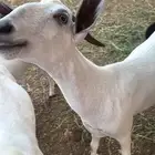 غنم بيشي