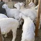 خرفان نظاف للبيع