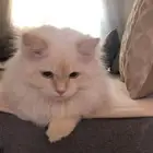 قط هملايا اورنج