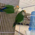 جوز روز