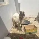 خروف نعيمي