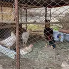 شامو ياباني