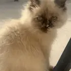 قط شيرازي للتبني