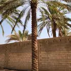 مطلوب نخل اي نوع من 3  متر وطالع