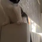 قطط أليفه للتبني