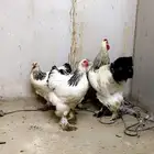 دجاج براهما كولمبي