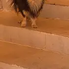كلب بومرينان للبيع بسعر مميز ب400