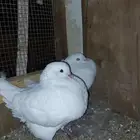 زوج كنق امريكي