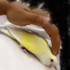 انثى روز اليفه تم البيع