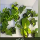 نبات داخلي